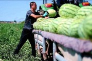 石家庄信工新瓜最新爆料,揭秘信工最新动态与热点事件