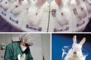 兔子化妆爆料视频,美妆博主教你打造时尚妆容