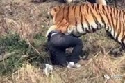 成都老虎爆料视频最新版,揭秘事件真相与幕后黑幕